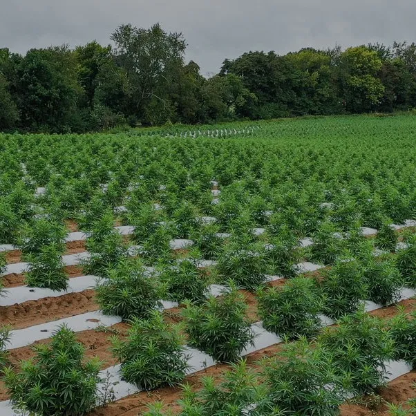 Quelle est la différence entre le paillis agricole entièrement dégradable et le paillis technique ?